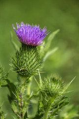 Thistle Bloom