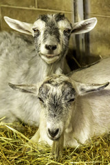 Twin Goats