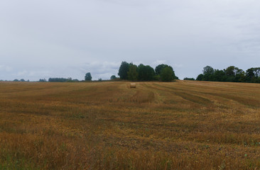 Obraz premium bundles of hay rolls on the farmland, twisted hay in the field