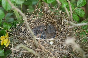 Naklejka na ściany i meble Nestlings in the nest