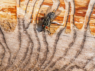 Eroded tree bark and fly