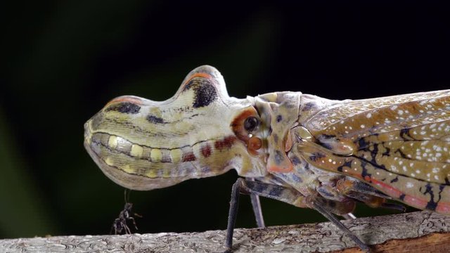 Large Lantern Bug (Fulgora laternaria, family Fulgoridae) meets a tiny ant on a branch in the rainforest, Ecuador.