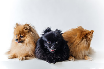 an image of furry Spitz puppy on white background