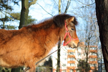 Shetland pony
