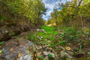 The dry streambed in the dense forest with lush green grass