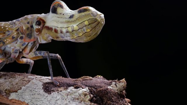 Lantern Bug (Fulgora laternaria, family Fulgoridae) walks along a branch  in the rainforest, Ecuador.
