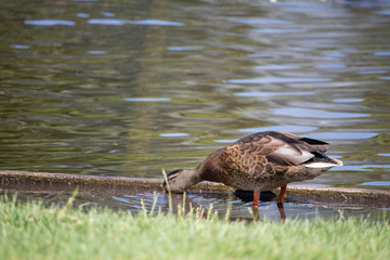 Pato