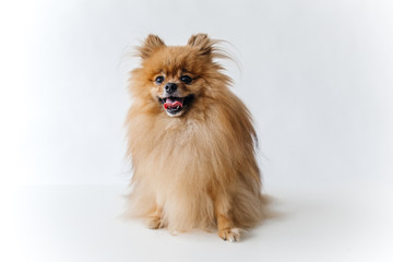 an image of furry Spitz puppy on white background
