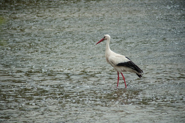 portrait of stork walking in the river