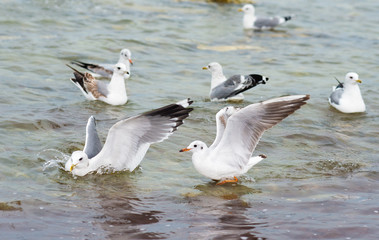Seagulls on sea water