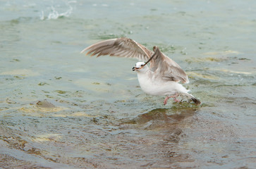 Seagulls on sea water