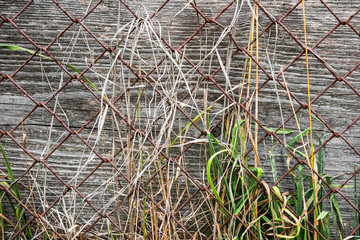 Wooden surface with metal mesh and dry plants