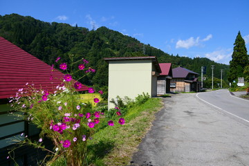 Fototapeta na wymiar 道端に咲くコスモス。昭和　福島　日本。９月下旬。