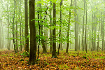 Foggy Beech Tree Forest