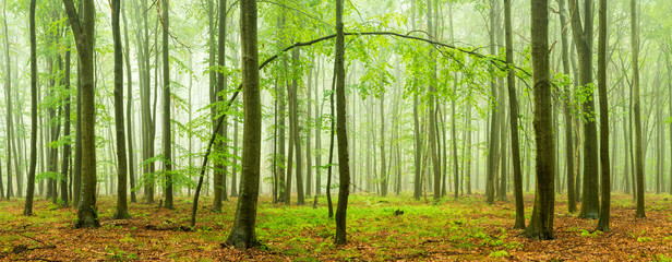 Beech Forest Panorama with rain and fog