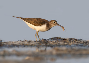 Unusual portrait of a common sandpiper with a big butterfly in its beak