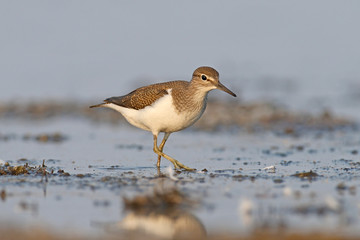 Unusual portrait of a common sandpiper with a big butterfly in its beak
