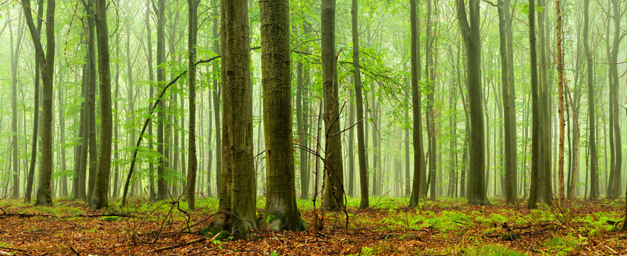 Fototapeta Green Forest of Beech Trees in Rain and Fog