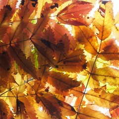 Fallen autumn leaves on the lumen. Texture. A background photo.