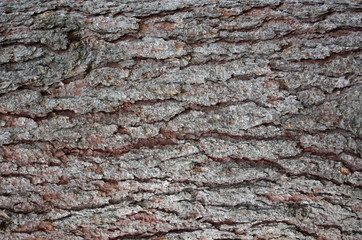 Arrière plan en bois: écore d'arbre de résineux, pin ou sapin

