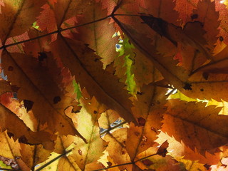 Fallen autumn leaves on the lumen. Texture. A background photo.