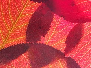 Fallen autumn leaves on the lumen. Texture. A background photo.
