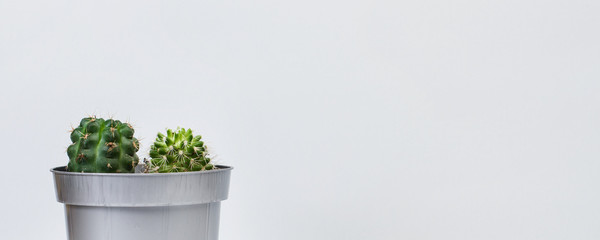 Cactus dentro de una maceta sobre fondo gris. Vista de frente. Copy space. Formato panorámico