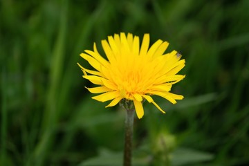 fiore piante giallo dente di leone primavera fioritura giartdino natura verde erba flora 