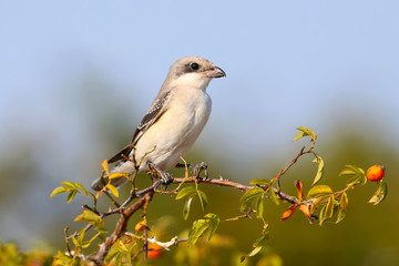 junior lesser gray shrike (Lanius minor) sits on a branch of a dogrose against a blue sky