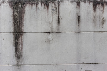 Lichen on the concrete wall