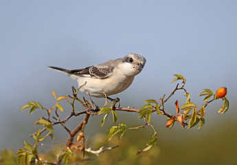 junior lesser gray shrike (Lanius minor) sits on a branch of a dogrose against a blue sky