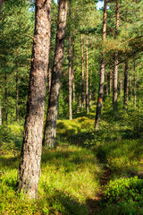 Naturstig genom mossmark med tallar och blåbärsris