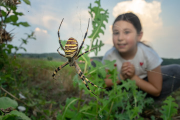 Young girl looking at a huge argiope spider.