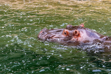 Hippo Swimming in the water at the zoo