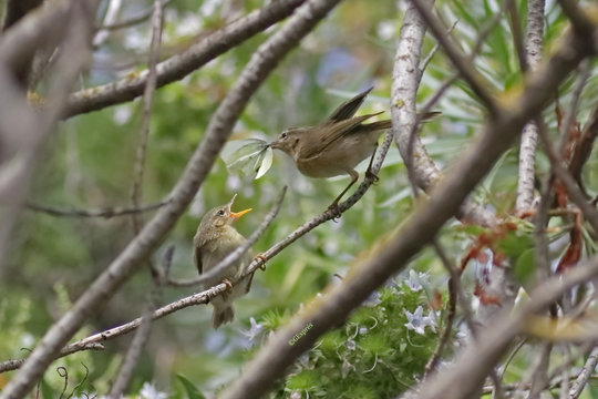 Un p&aacute;jaro mosquitero alimenta a su cr&iacute;a con una mariposas