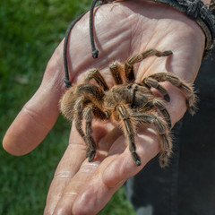 Holding a Tarantula