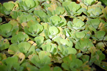 Duckweed. Green Duckweed natural background on water.