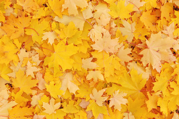 Naklejka na ściany i meble autumnal background: yellow maple tree leaves on ground in park