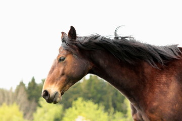 Fototapeta na wymiar Beauty of a horse