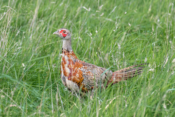 Pheasant in Grass