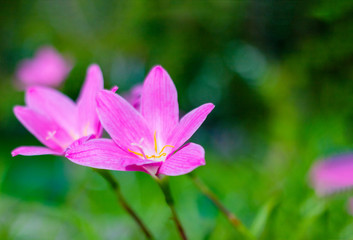 Fototapeta premium Rain Lilies flower. Tropical flower in Bangkok garden Thailand