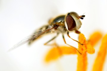 Insect on lily