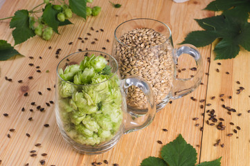 Cones of hops and pale caramel malt in glass mug, closeup. Ingredient in craft beer brewing from grain barley malt. Ale or lager from pilsner malt.