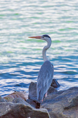 Grey Heron on tropical beach. Maldives wildlife