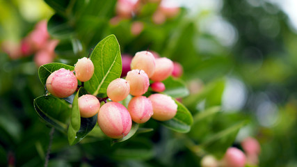 Super fruit (Carissa carandas Linn.) on tree in Natural Garden.