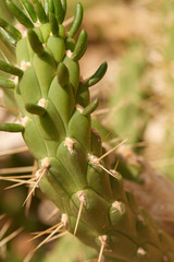 Kaktus