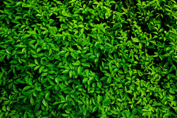 Green leaves background. Green leaves color tone dark  in the morning. Tropical Plant , environment, photo concept nature and plant.