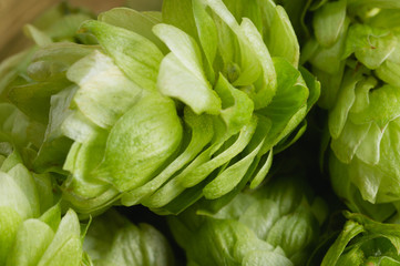 Fresh cones of hops on a wooden background with pollen on the petals, closeup. Ingredient in beer industry. Craft beer brewing. Ale or lager