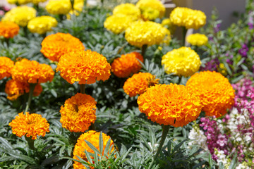 Bright marigolds