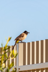 White-spectacled bulbul on a gray metal fence